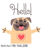 Greeting card with cute dog. Sweet pug says hello.. Greeting card with cute dog. Sweet pug says hello. Vector illustration. Стоковая иллюстрация, агентство Ingram Publishing / Фотобанк Лори