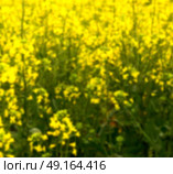 blur in south africa close up of the colza yellow field like   texture background. Стоковое фото, агентство Ingram Publishing / Фотобанк Лори