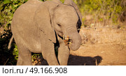 blur in south africa   kruger  wildlife  nature  reserve and  wild elephant. Стоковое фото, агентство Ingram Publishing / Фотобанк Лори