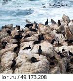 blur in south africa   betty’s bay wildlife  nature  reserve birds  penguin and rocks. Стоковое фото, агентство Ingram Publishing / Фотобанк Лори