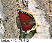 Butterfly nymphalis antiopa on a birch in Siberian forest, Omsk region, Russia. Стоковое фото, фотограф Александр Карпенко / Фотобанк Лори