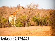 blur in south africa   kruger  wildlife    nature  reserve and  wild giraffe. Стоковое фото, агентство Ingram Publishing / Фотобанк Лори