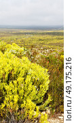 blur in south africa close up of the colza yellow field like   texture background. Стоковое фото, агентство Ingram Publishing / Фотобанк Лори