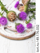milk thistle flower. Wild medicinal plant Silybum marianum,thistle on retro wooden background.Copy space. Стоковое фото, агентство Ingram Publishing / Фотобанк Лори