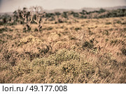 blur in south africa close up of the colza yellow field like   texture background. Стоковое фото, агентство Ingram Publishing / Фотобанк Лори