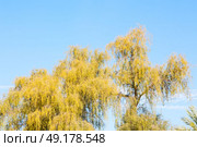 branches of willow weeping in the sky background. Стоковое фото, агентство Ingram Publishing / Фотобанк Лори