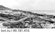 blur  in south africa    branch dead  tree coastline of st lucia and winter season. Стоковое фото, агентство Ingram Publishing / Фотобанк Лори