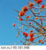 in south africa close up of erythrina lysistemon flower plant and clear sky. Стоковое фото, агентство Ingram Publishing / Фотобанк Лори