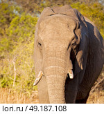 blur in south africa   kruger  wildlife  nature  reserve and  wild elephant. Стоковое фото, агентство Ingram Publishing / Фотобанк Лори
