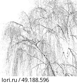branches of willow weeping in the sky background. Стоковое фото, агентство Ingram Publishing / Фотобанк Лори