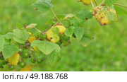 Currant and gooseberry leaf spot. Curling puckering sick blister leaves close-up. Small, dark yellow orange spots on the plant. Puckered blistered leaves distorted by aphids. Yellowish green foliage. Стоковое видео, видеограф Марина Демидюк / Фотобанк Лори