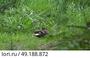 Дикая утка в лесу присматривает за своими утятами. Подмосковье. Май. A wild duck in the forest looks after her ducklings. Moscow region. May. Стоковое видео, видеограф Горшков Александр / Фотобанк Лори