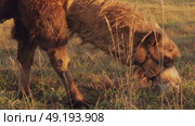 Two-humped camel grazing in dry meadow during autumn sunset. Стоковое видео, видеограф Дмитрий Наумов / Фотобанк Лори