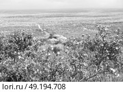 blur in south africa close up of the colza yellow field like   texture background. Стоковое фото, агентство Ingram Publishing / Фотобанк Лори