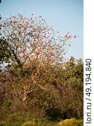 in south africa close up of erythrina lysistemon flower plant and clear sky. Стоковое фото, агентство Ingram Publishing / Фотобанк Лори