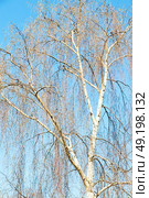 branches of willow weeping in the sky background. Стоковое фото, агентство Ingram Publishing / Фотобанк Лори