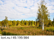 Заливные луга. Тюменская область. Ялуторовский район. Стоковое фото, фотограф Александр Тараканов / Фотобанк Лори
