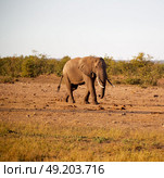 blur in south africa   kruger  wildlife  nature  reserve and  wild elephant. Стоковое фото, агентство Ingram Publishing / Фотобанк Лори