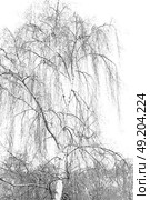 branches of willow weeping in the sky background. Стоковое фото, агентство Ingram Publishing / Фотобанк Лори