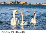 Белые лебеди, плывущие по воде. Стоковое фото, фотограф Сергей Мальгавко / ТАСС / Фотобанк Лори