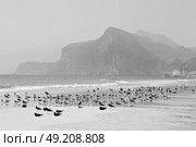 the mountain and sea seagull full  in oman coastline of salalah . Стоковое фото, агентство Ingram Publishing / Фотобанк Лори
