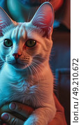An AI therapy cat with thermo-reactive fur purrs rhythmically against a veteran's chest in a dim PTSD support group room. Cat sitting on human chest and arms. Стоковое AI-видео, аниматор Sergey Grishin / Фотобанк Лори