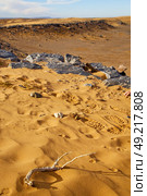  old fossil in  the desert of morocco sahara and rock  stone sky. Стоковое фото, агентство Ingram Publishing / Фотобанк Лори