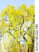 branches of willow weeping in the sky background. Стоковое фото, агентство Ingram Publishing / Фотобанк Лори