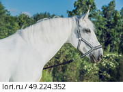 portrait of Lipizzaner horse . Стоковое фото, агентство Ingram Publishing / Фотобанк Лори