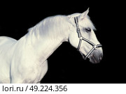 portrait of Lipizzaner horse at black background. Стоковое фото, агентство Ingram Publishing / Фотобанк Лори