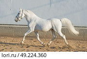  running Lipizzaner horse at white wall background. Стоковое фото, агентство Ingram Publishing / Фотобанк Лори
