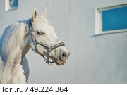 romantic portrait of  Lipizzaner horse at white wall background. Стоковое фото, агентство Ingram Publishing / Фотобанк Лори