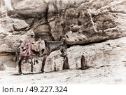 in petra jordan a donkey waiting for the tourist near the antique mountain. Стоковое фото, агентство Ingram Publishing / Фотобанк Лори