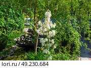 Цветение юкки нитчатой (Yucca filamentosa L.) в саду. Волгоградская область, Россия. Стоковое фото, фотограф Андрей Цыганков / Фотобанк Лори