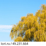 branches of willow weeping in the sky background. Стоковое фото, агентство Ingram Publishing / Фотобанк Лори