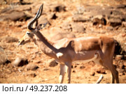 in kruger parck south africa wild impala in the winter bush. Стоковое фото, агентство Ingram Publishing / Фотобанк Лори