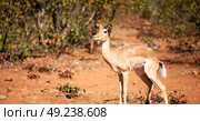 in kruger parck south africa wild impala in the winter bush. Стоковое фото, агентство Ingram Publishing / Фотобанк Лори