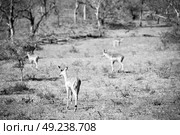 blur  in kruger parck south africa wild impala in the winter bush. Стоковое фото, агентство Ingram Publishing / Фотобанк Лори