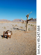 chair in iran blur old dead tree in the empty desert of persia lamp oil on branch. Стоковое фото, агентство Ingram Publishing / Фотобанк Лори