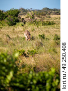 blur in south africa    kruger     wildlife  nature  reserve and  wild  impala. Стоковое фото, агентство Ingram Publishing / Фотобанк Лори