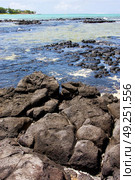 indian ocean some stone in the island of deus cocos in mauritius. Стоковое фото, агентство Ingram Publishing / Фотобанк Лори