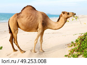 in oman empty quarter of desert a free dromedary near the  sea. Стоковое фото, агентство Ingram Publishing / Фотобанк Лори