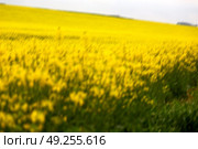 blur in south africa close up of the colza yellow field like   texture background. Стоковое фото, агентство Ingram Publishing / Фотобанк Лори