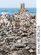 blur in south africa  betty’s bay wildlife  nature  reserve birds  penguin and rocks. Стоковое фото, агентство Ingram Publishing / Фотобанк Лори