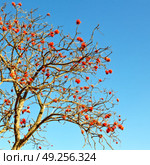 in south africa close up of erythrina lysistemon flower plant and clear sky. Стоковое фото, агентство Ingram Publishing / Фотобанк Лори