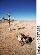 chair in iran blur old dead tree in the empty desert of persia lamp oil on branch. Стоковое фото, агентство Ingram Publishing / Фотобанк Лори