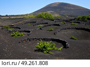 viticulture  winery lanzarote spain la geria vine screw grapes wall crops  cultivation barrel. Стоковое фото, агентство Ingram Publishing / Фотобанк Лори