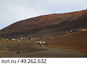 people timanfaya spain africa front brown dromedary bite in the  volcanic  lanzarote . Стоковое фото, агентство Ingram Publishing / Фотобанк Лори