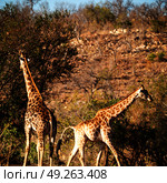 blur in south africa    kruger  wildlife    nature  reserve and  wild giraffe. Стоковое фото, агентство Ingram Publishing / Фотобанк Лори
