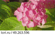 Hydrangea flower in dark background. Стоковое видео, видеограф Елизавета Малкова / Фотобанк Лори
